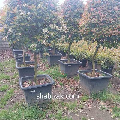 گلدان گلپونه 119 با ابعاد 65 در 65 سانتی متر
