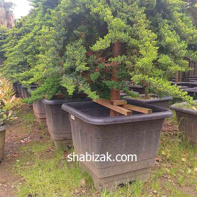 کاج ستاره ای در گلدان 60 گلپونه