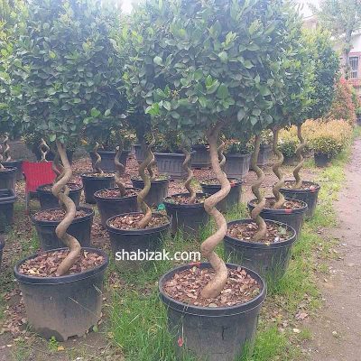 یاس هلندی در گلدان 60 گرد