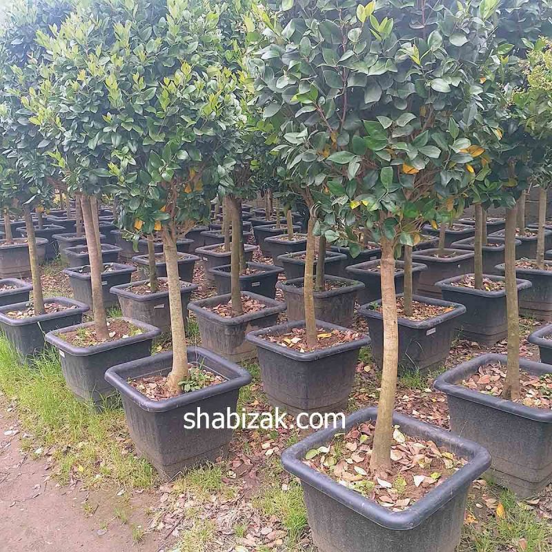 گلدان باغی گلپونه 118