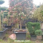 گیاه فتونیا در جعبه 80